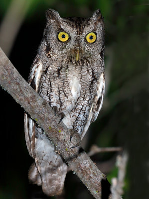 Eastern (McCall's) Screech-Owl