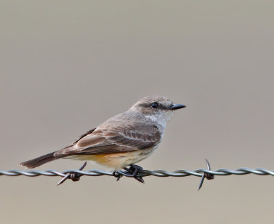 Vermilion Flycatcher