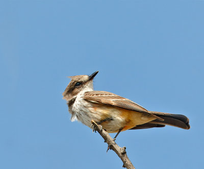 Vermilion Flycatcher