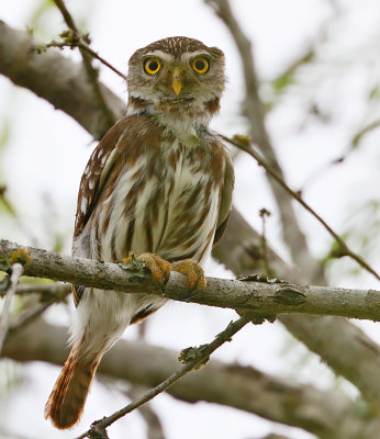 Ferruginous Pygmy-Owl