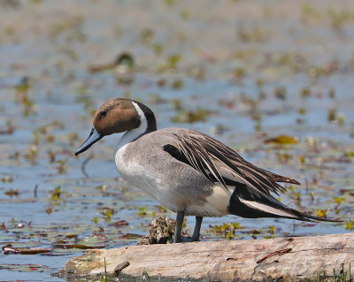 Northern Pintail