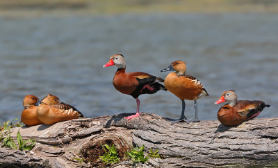 Fulvous and Black-bellied Whistling-Ducks