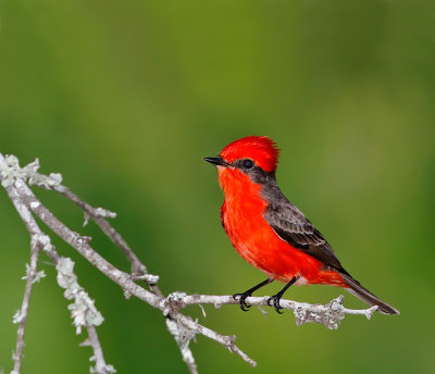 Vermilion Flycatcher