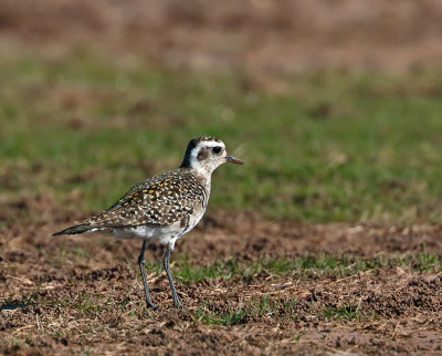 American Golden-Plover