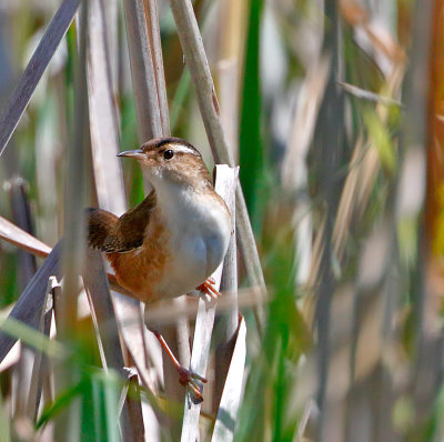 Marsh Wren