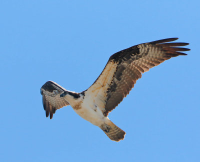 Osprey