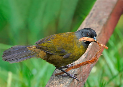 Large-footed Finch