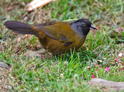 Large-footed Finch