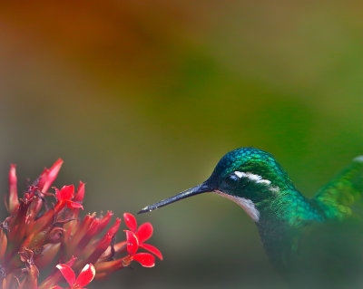 White-throated Mountain-gem