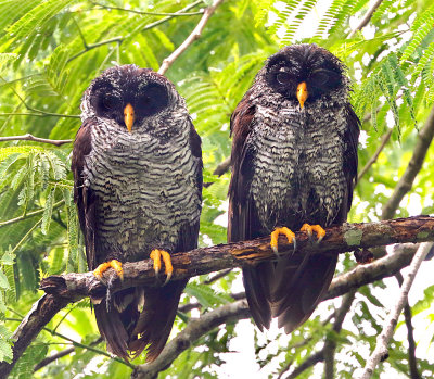 Black-and-white Owls