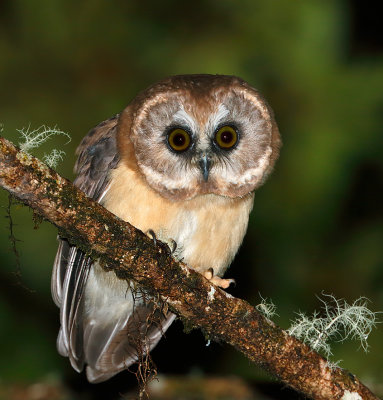 Unspotted Saw-whet Owl