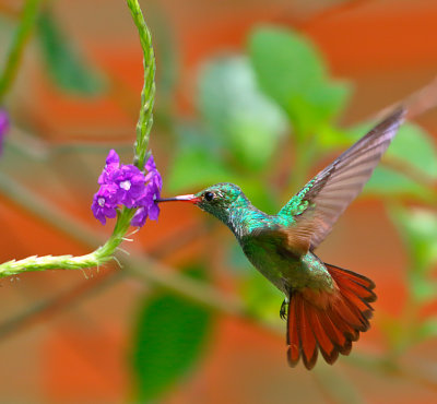 Rufous-tailed Hummingbird