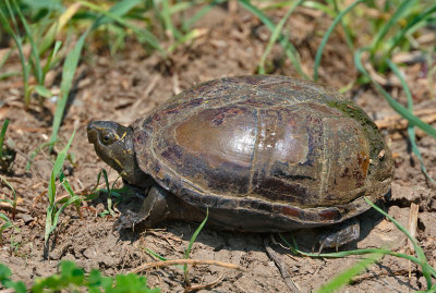 Mississippi Mud Turtle