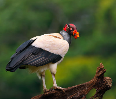 King Vulture