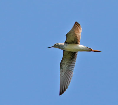 Lesser Yellowlegs