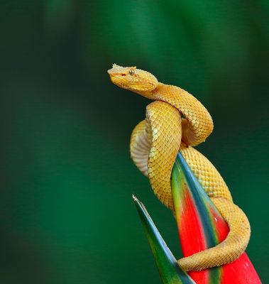 Eyelash Viper