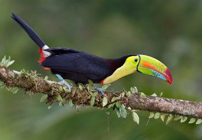 Keel-billed Toucan