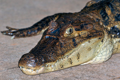 Spectacled Caiman