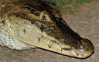 Spectacled Caiman