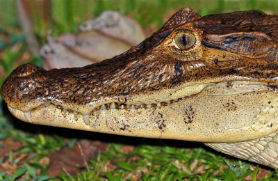 Spectacled Caiman