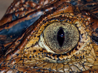 Spectacled Caiman