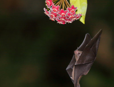 Pallas's Long-tounged Bat