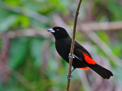 Passerini's Tanager