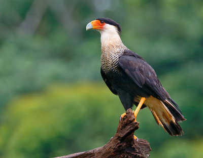 Crested Caracara