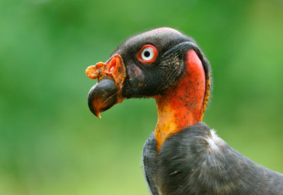 King Vulture