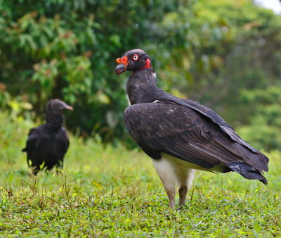 King Vulture