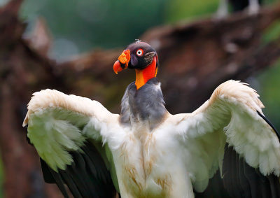 King Vulture