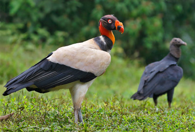 King Vulture