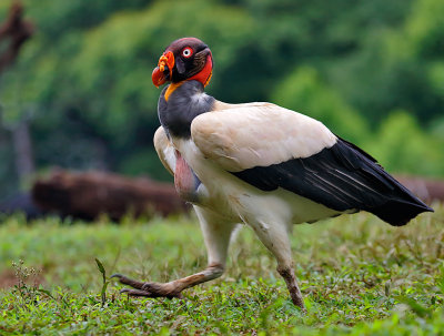 King Vulture