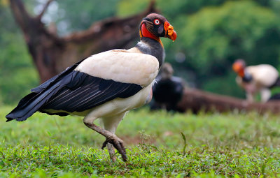 King Vulture