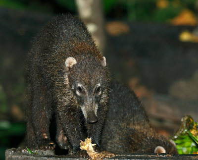 White-nosed Coati