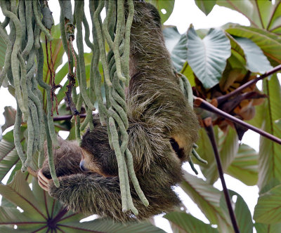 Brown-throated three-toed Sloth