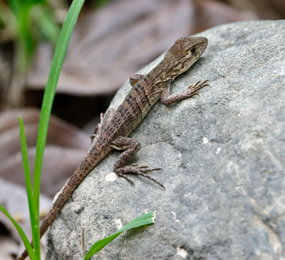 Common Basilisk