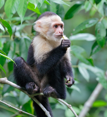 White-headed Capuchin