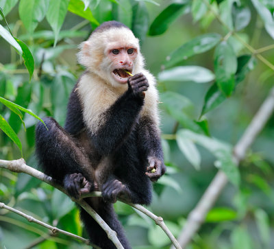 White-headed Capuchin