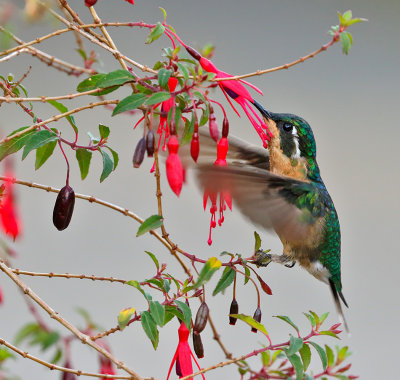 White-throated Mountain-Gem