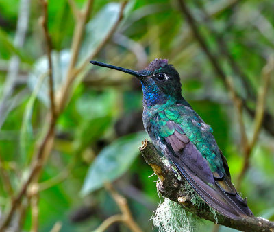 Talamanca Hummingbird