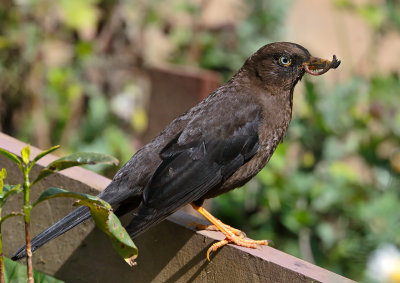 Sooty Thrush