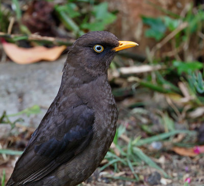 Sooty Thrush