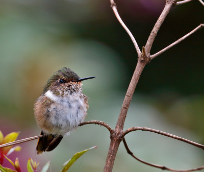 Scintillant Hummingbird