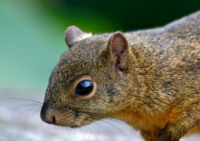 Bang's Mountain Squirrel