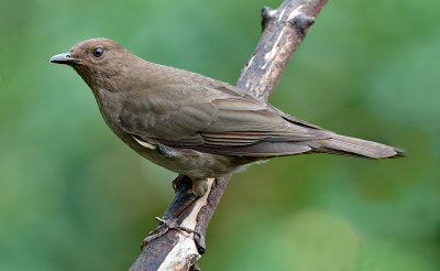 Mountain Thrush