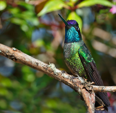 Talamanca Hummingbird