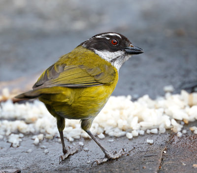 Sooty-capped Chlorospingus