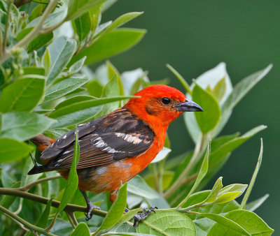 Flame-colored Tanager