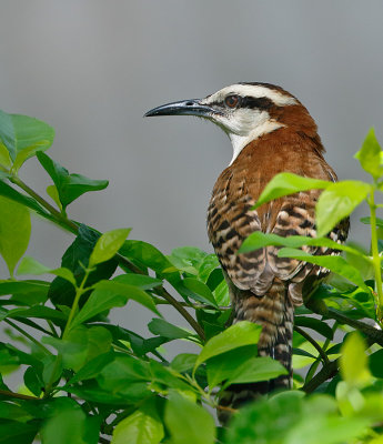 Rufous-naped Wren